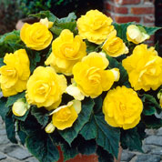 Begonia Double yellow